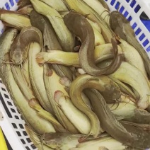 平均6两大鱼