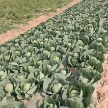 莲花白，甘蓝