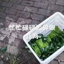 2026年南阳精品薯尖已大量上市，欢迎砸单