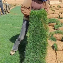 混播草坪草