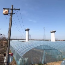 龙须菜批发