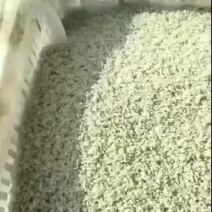 蟹苗大量供应货源充足，成活率高，江苏产区直发