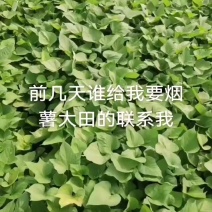 大田烟薯