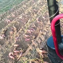 [牛]烟薯25，西瓜红，济暑26均在售，大量供应一手货源