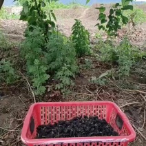 桑椹，果桑，产区直供