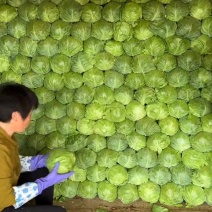 精品甘蓝，大量供应