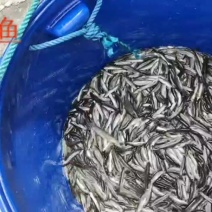 青龙棒(华鲮，沉香鱼)