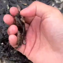 黄辣丁(黄骨鱼)鱼苗