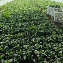 矮脚菜太湖菜苏州青