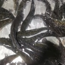 生鱼批发