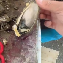 带壳生蚝，生蚝肉