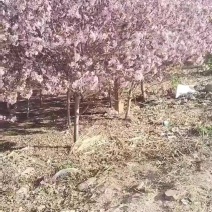 梧桐