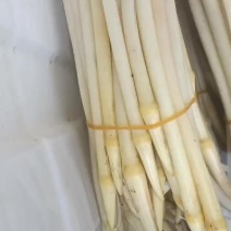 卖藕尖