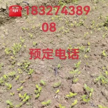 黄连苗，黄柏苗，山桐子苗，火炮树苗，五倍子苗，柳沙苗，楠
