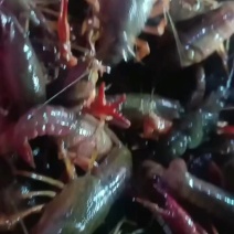 精品小龙虾，全国发货