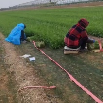 【量大优惠】河北大叶韭菜品质保障对接批发电商商超