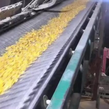 玉米压片