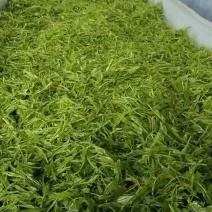 永顺莓茶自家种植