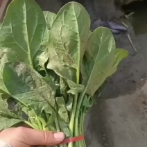 菠菜大量有货