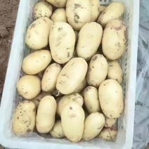 荷兰土豆