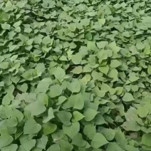 雄县，龙薯九苗，济薯26苗，烟薯苗，商薯19苗