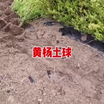 朝鲜小叶黄杨带土球