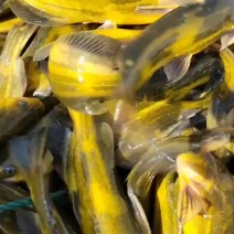 黄颡鱼，垂钓专用，品质保证，塘口直供，可送货