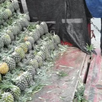 香水菠萝，大量有货