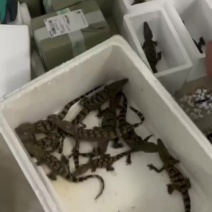 宠物鳄鱼大量有货，暹罗鳄鳄鱼苗。