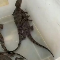 宠物鳄鱼