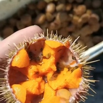 大连精品海胆批发
