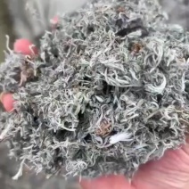 茵陈大货