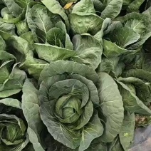 本地脆皮茴子白出售