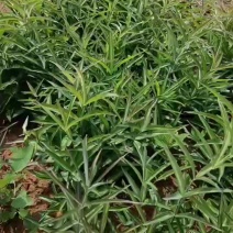 鸡头黄精种苗多花直杆药食两用药材，零售或者批发都可以