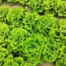 罗马生菜