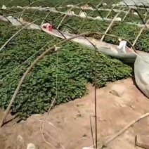 水浇地出租合作