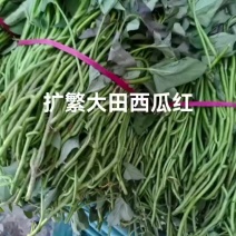 扩繁西瓜红