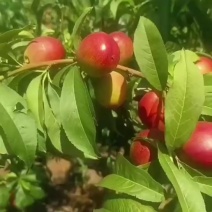 中油油桃