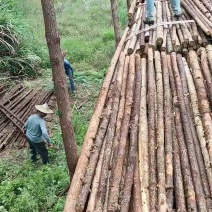 杉木桩，绿化杆