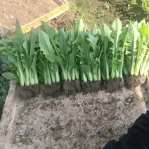 正宗博白空心菜