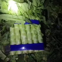 精品红叶莴苣，基地直供，保质保量代发全国