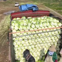 黄心大白菜矮颗玲玲黄金粉翠矮课小黄心净菜毛菜入库打包打冷