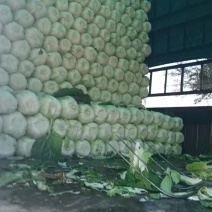 辽宁新民白菜大量上市