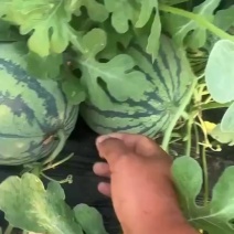 永清西瓜