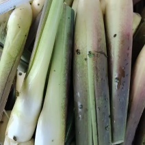 茭白可持续供应精品及电商平台用货