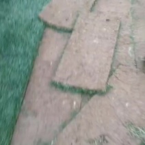 矮生百慕大
