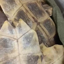 龟板生龟板制龟板有两个规格有需要的下单就可以了