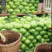 各类甘蓝