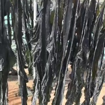福建半挂晒海带散装厚实源头产地直供，量大优惠欢迎合作
