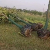 基地大量出售4-18公分枫杨规格齐全，货源充足，欢迎各